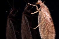 (Neuroptre - Hemerobiidae - Micromus angulatus)